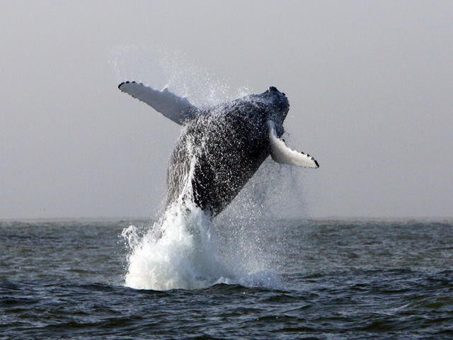 Humpback whale broaching