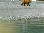 Grizzly Bear, Glacier Bay, 1999