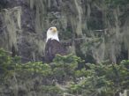 Bald Eagle, Pinta Head, Fish Bay, SE Alaska, 2009