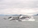 Humpbacks bubble feeding, SE Alaska, 2006