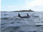 Dolphins in Dalkey Sound