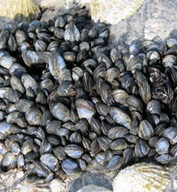 mussells.jpg