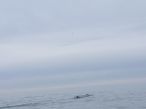 Whale Sightings - Hook Head 28/1/12