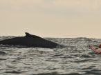 Humpback whale off Hook Head